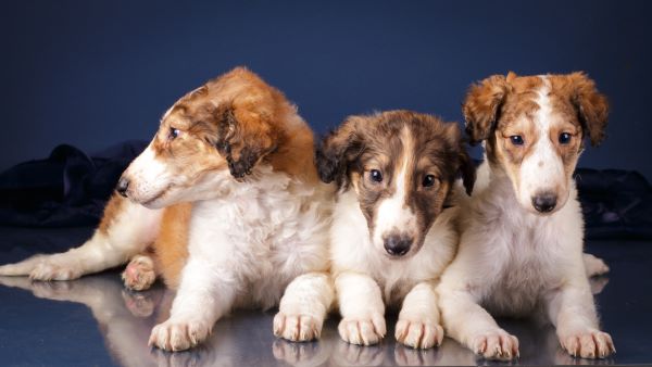 Dog breeds Borzoi dog breed profile Bow Wow Meow