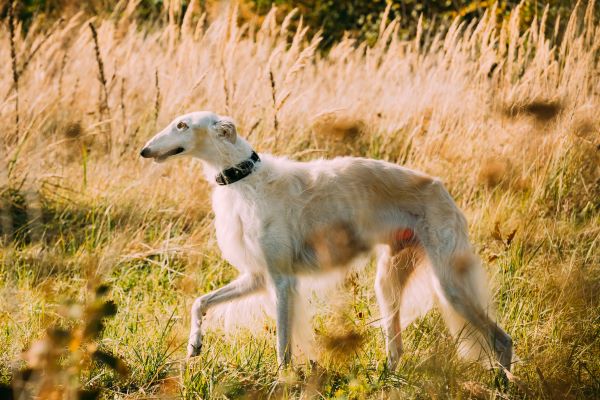 Dog breeds Borzoi dog breed profile Bow Wow Meow