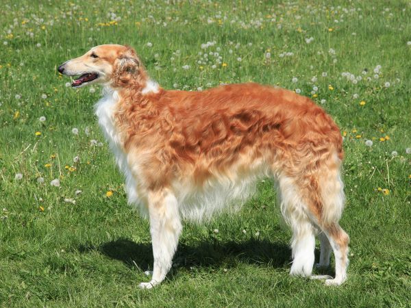 Dog breeds Borzoi dog breed profile Bow Wow Meow