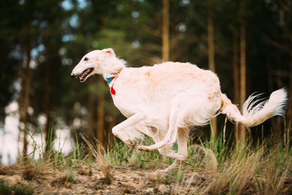 Dog breeds Borzoi dog breed profile Bow Wow Meow