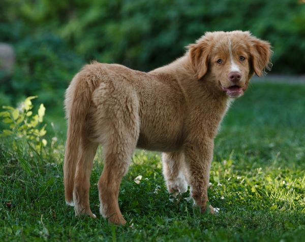 Nova Scotia Duck Tolling Retriever dog breed Bow Wow Meow Pet Insurance