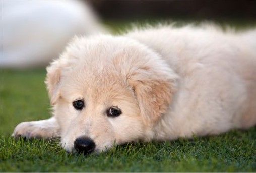 Maremma dog breed Bow Wow Meow Pet Insurance