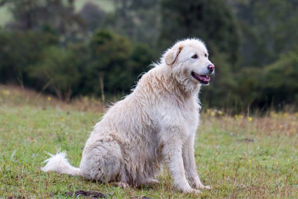 Maremma dog breed Bow Wow Meow Pet Insurance