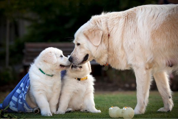 Maremma dog breed Bow Wow Meow Pet Insurance