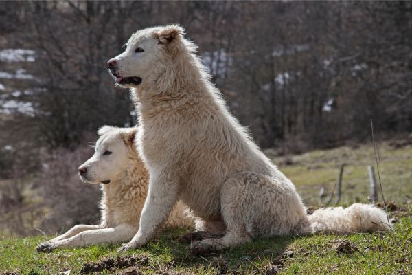 Maremma dog breed Bow Wow Meow Pet Insurance