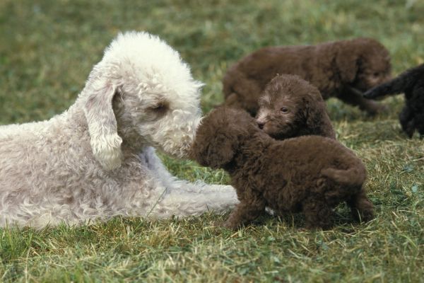 Bedlington Terrier dog breed Bow Wow Meow Pet Insurance