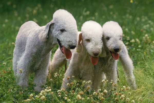 Bedlington Terrier dog breed Bow Wow Meow Pet Insurance