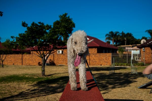 Bedlington Terrier dog breed Bow Wow Meow Pet Insurance