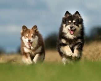 Finnish Lapphund Dog breed Bow Wow Meow Pet Insurance