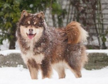 Finnish Lapphund Dog breed Bow Wow Meow Pet Insurance