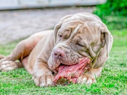 Neapolitan Mastiff dog breed Bow Wow Meow Pet Insurance