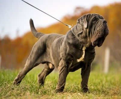 Neapolitan Mastiff dog breed Bow Wow Meow Pet Insurance