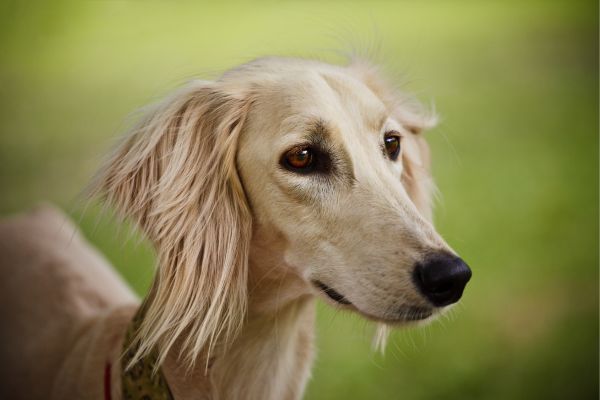 Saluki Dog breed Bow Wow Meow Pet Insurance