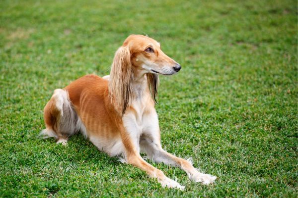 Saluki Dog breed Bow Wow Meow Pet Insurance