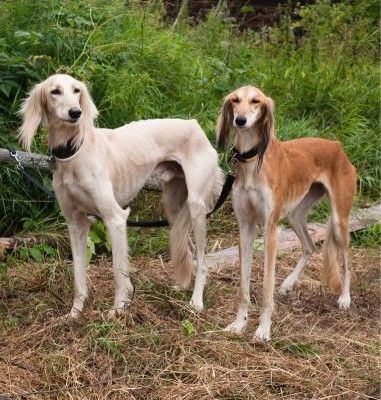 Saluki Dog breed Bow Wow Meow Pet Insurance