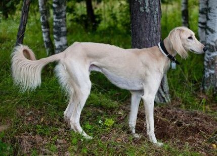 Saluki Dog breed Bow Wow Meow Pet Insurance