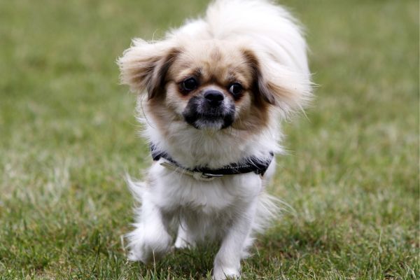 Tibetan Spaniel dog breed Bow Wow Meow Pet Insurance