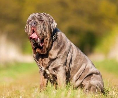 Neapolitan Mastiff dog breed Bow Wow Meow Pet Insurance