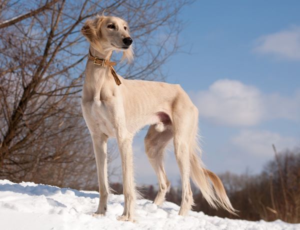 Saluki Dog breed Bow Wow Meow Pet Insurance