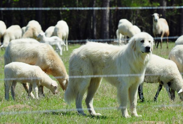 Great Pyrenees dog breed Bow Wow Meow Pet Insurance