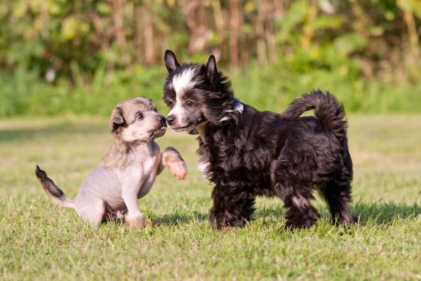 Chinese Crested dog breed Bow Wow Meow Pet Insurance