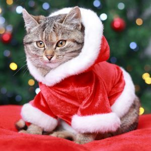 Cat in a red suit of Santa Claus. Kitten lies on the background of a Christmas tree 300x