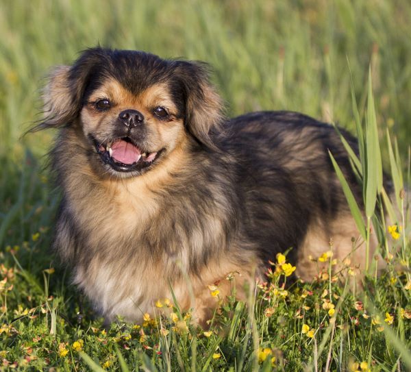 Tibetan Spaniel dog breed Bow Wow Meow Pet Insurance