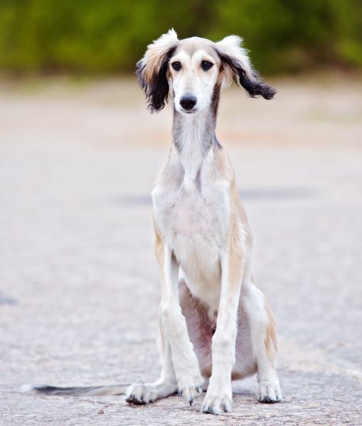 Saluki Dog breed Bow Wow Meow Pet Insurance