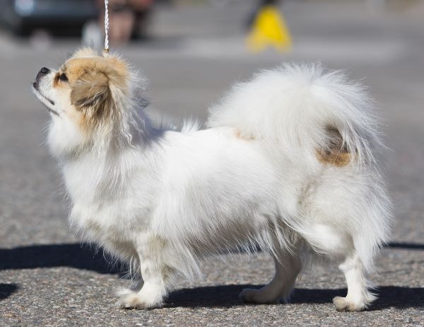 Tibetan Spaniel dog breed Bow Wow Meow Pet Insurance