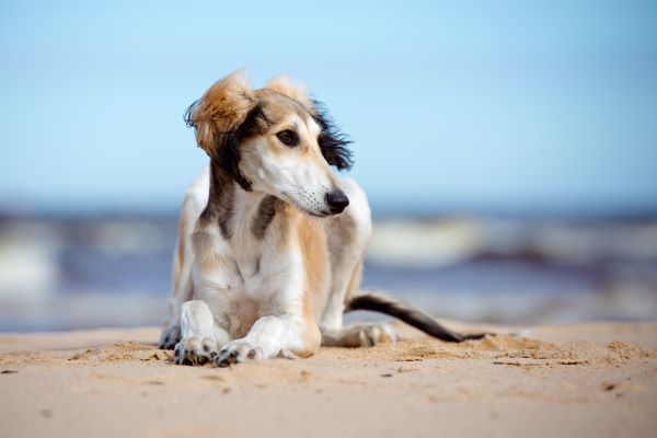 Saluki Dog breed Bow Wow Meow Pet Insurance