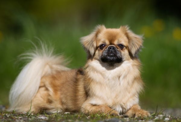 Tibetan Spaniel dog breed Bow Wow Meow Pet Insurance