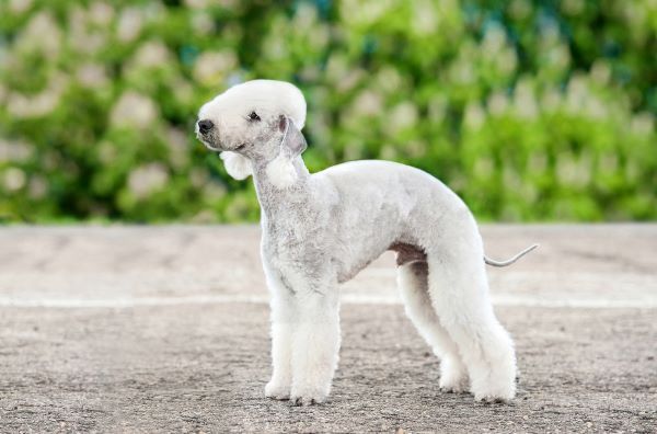 Bedlington Terrier dog breed Bow Wow Meow Pet Insurance