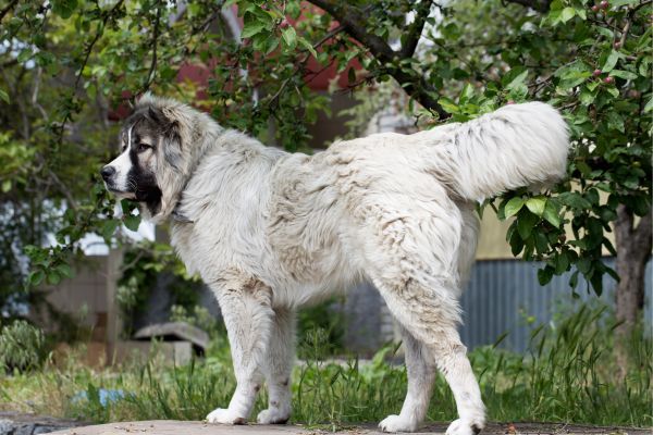 Caucasian shepherd dog breed Bow Wow Meow Pet Insurance