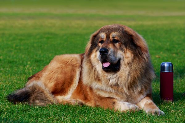 Caucasian shepherd dog breed Bow Wow Meow Pet Insurance