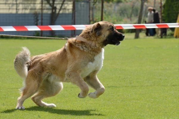 Caucasian shepherd dog breed Bow Wow Meow Pet Insurance