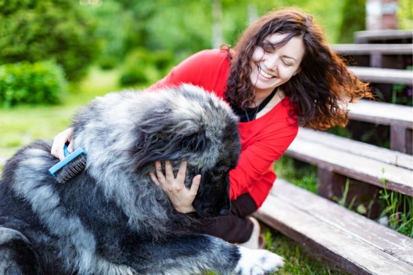 Caucasian shepherd dog breed Bow Wow Meow Pet Insurance