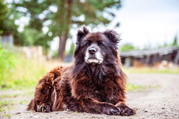 Caucasian shepherd dog breed Bow Wow Meow Pet Insurance