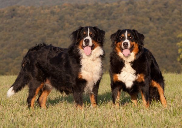 Bernese mountain dog breed Bow Wow Meow Pet Insurance