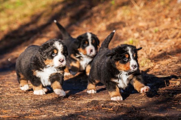 Bernese mountain dog breed Bow Wow Meow Pet Insurance