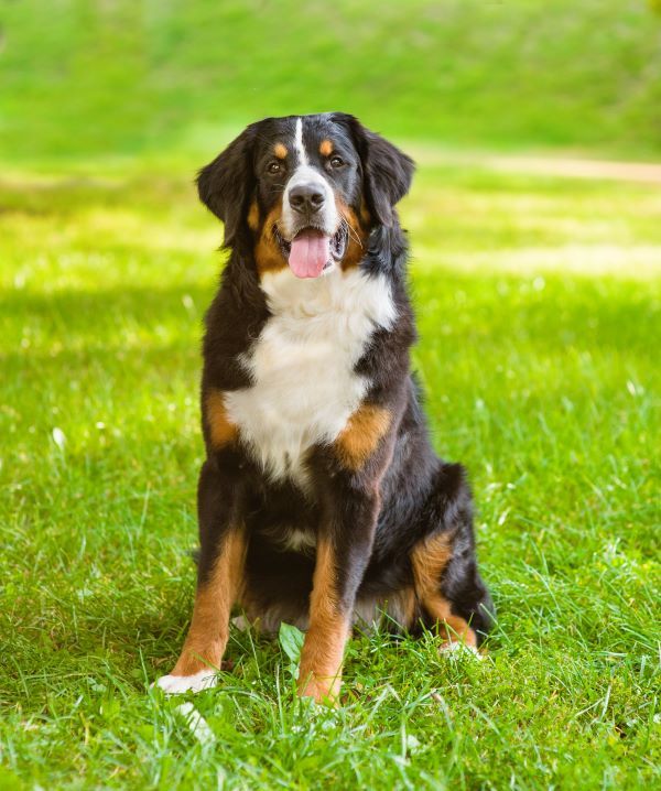 Bernese mountain dog breed Bow Wow Meow Pet Insurance